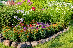 colorful phlox, cosmea flowers on a flower bed on a sunny day.Floral Wallpaper.park arrangement of a colorful flowers.Bright summer.Floriculture concept